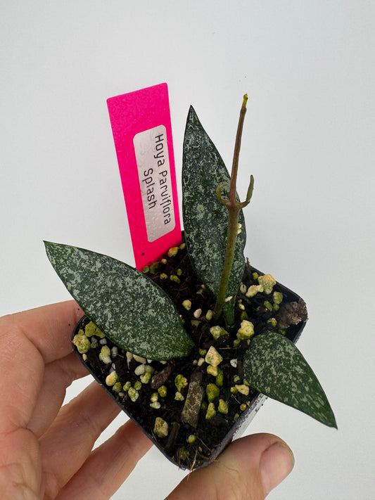Hoya parviflora splash