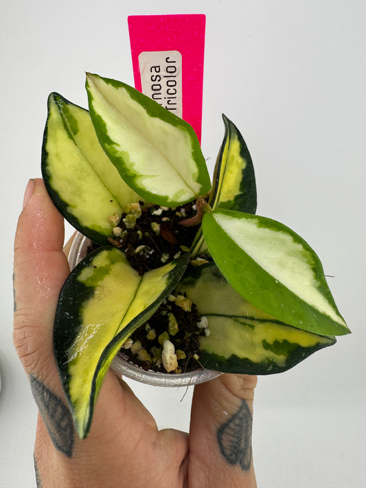 Hoya Carnosa exotica tricolor