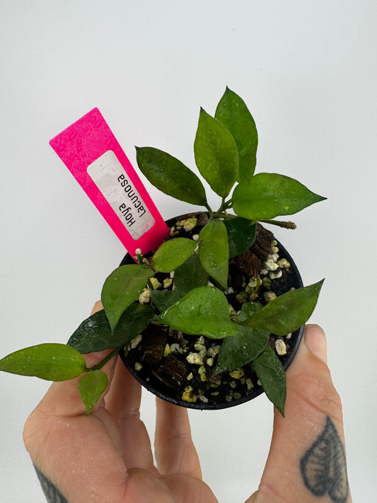 Hoya Lacunosa