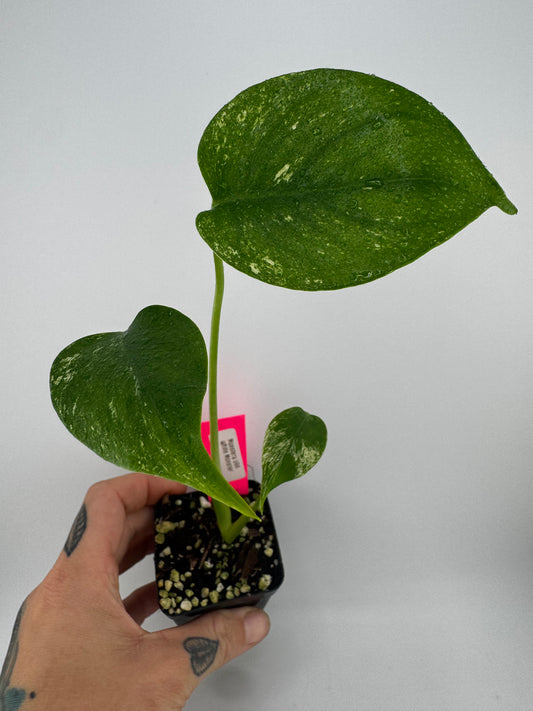 Monstera Deliciosa Mint ‘white monster’ Variegated #A