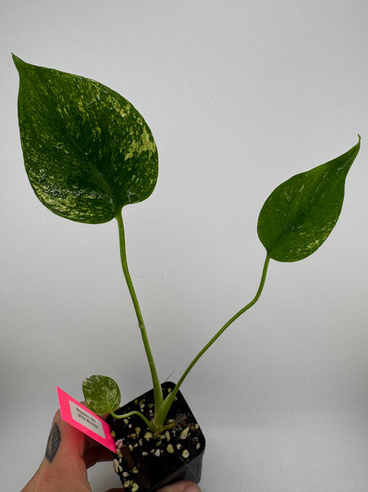 Monstera Deliciosa Mint ‘white monster’ Variegated #B