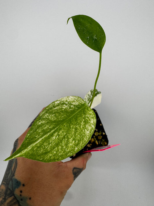 Monstera Deliciosa Mint ‘white monster’ Variegated #C