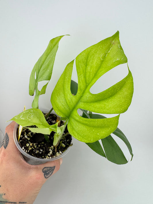 Raphidaphora Tetrasperma