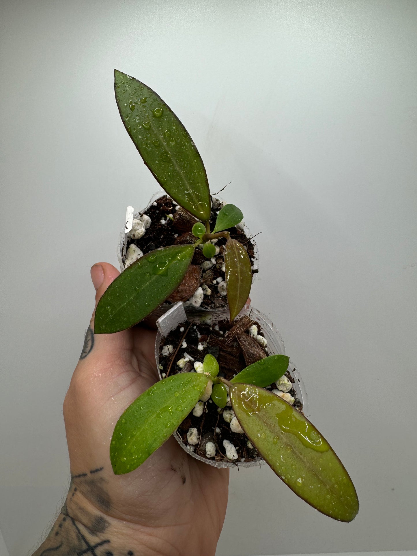 Hoya EPC-301 X (unknown) open cross seedling