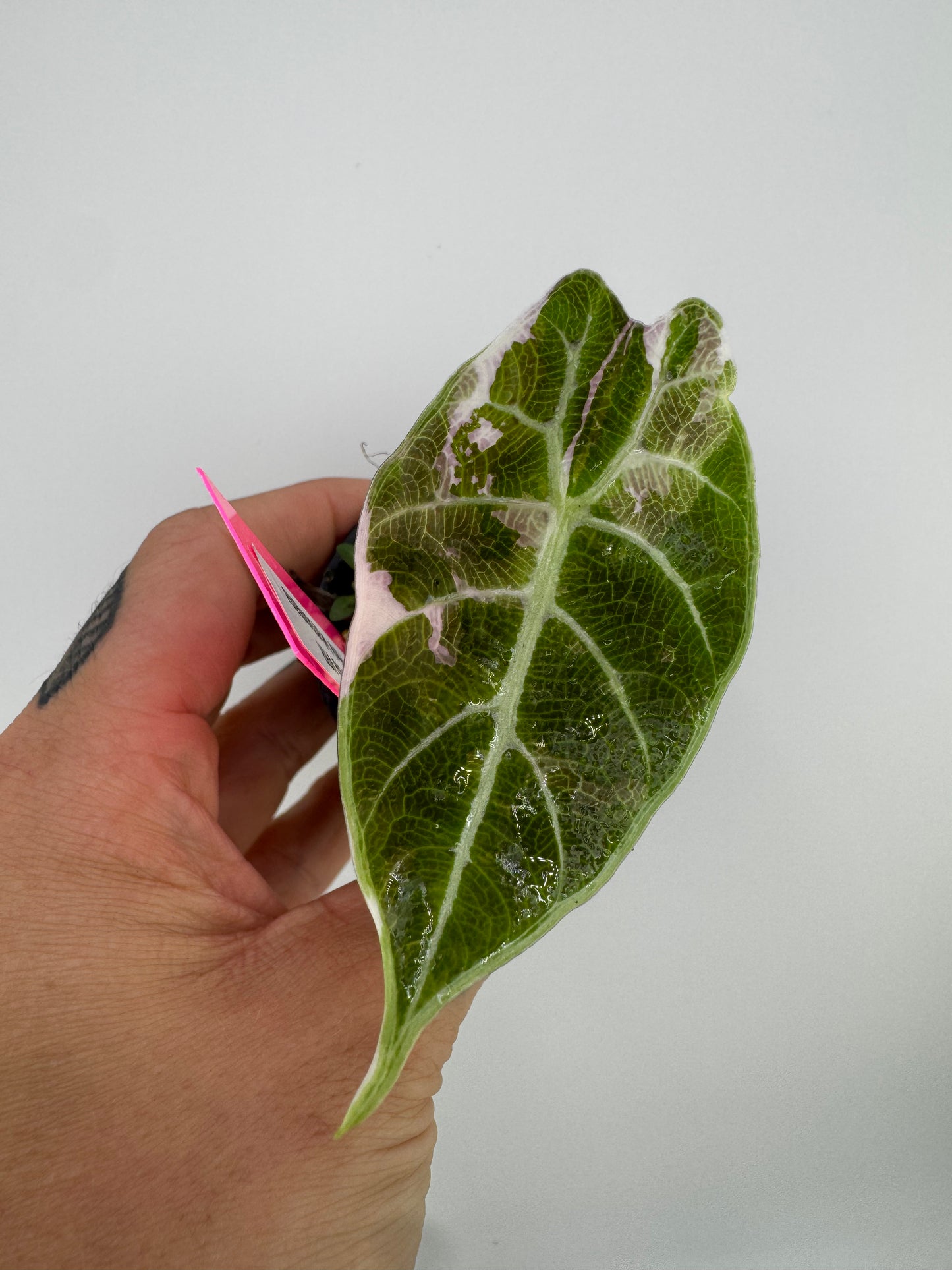 Alocasia Watsoniana Pink Variegated