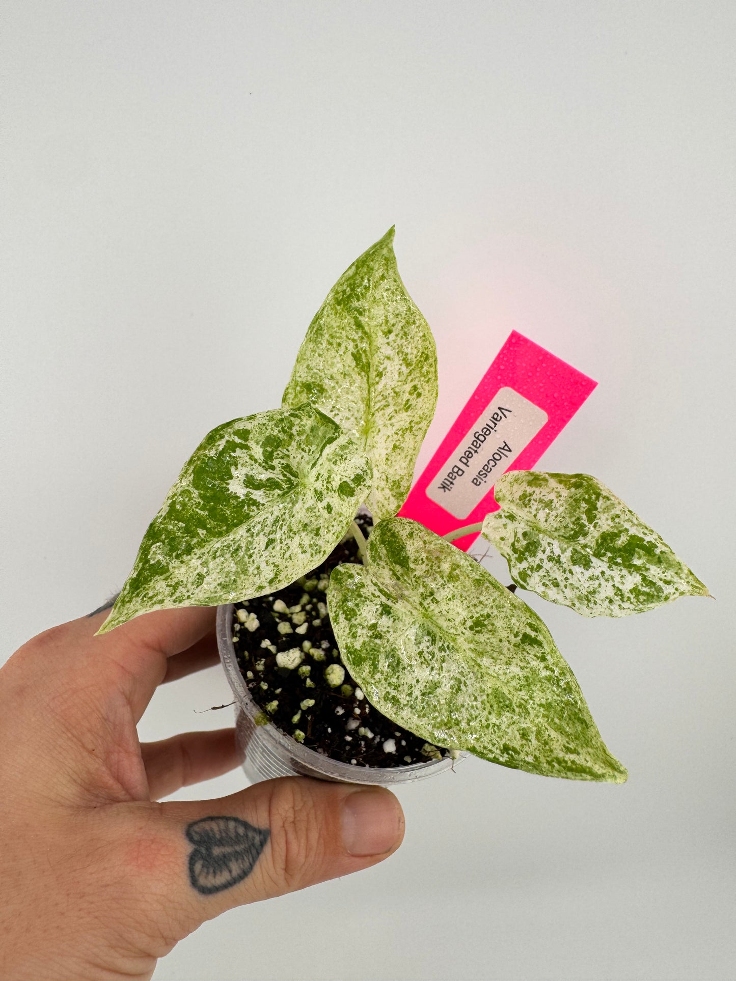 Alocasia Batik Variegated