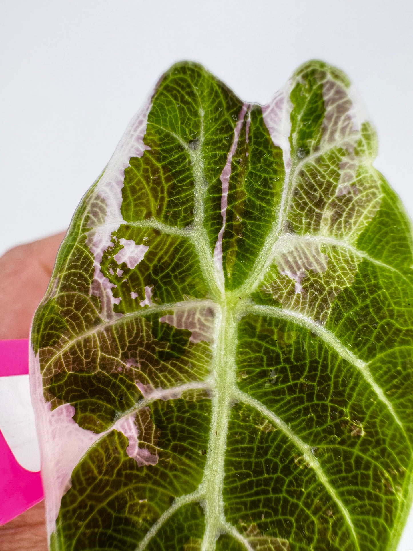 Alocasia Watsoniana Pink Variegated