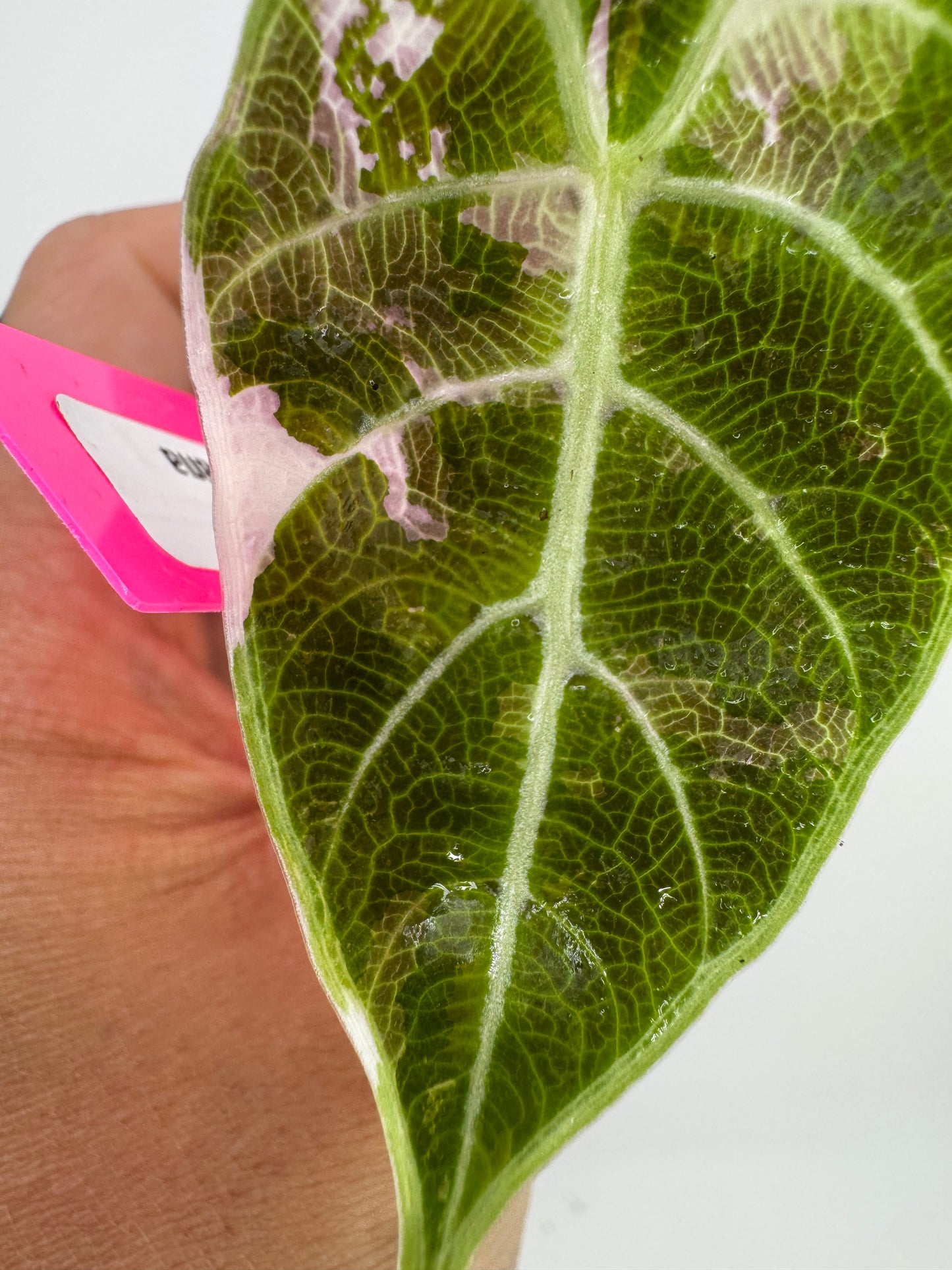 Alocasia Watsoniana Pink Variegated