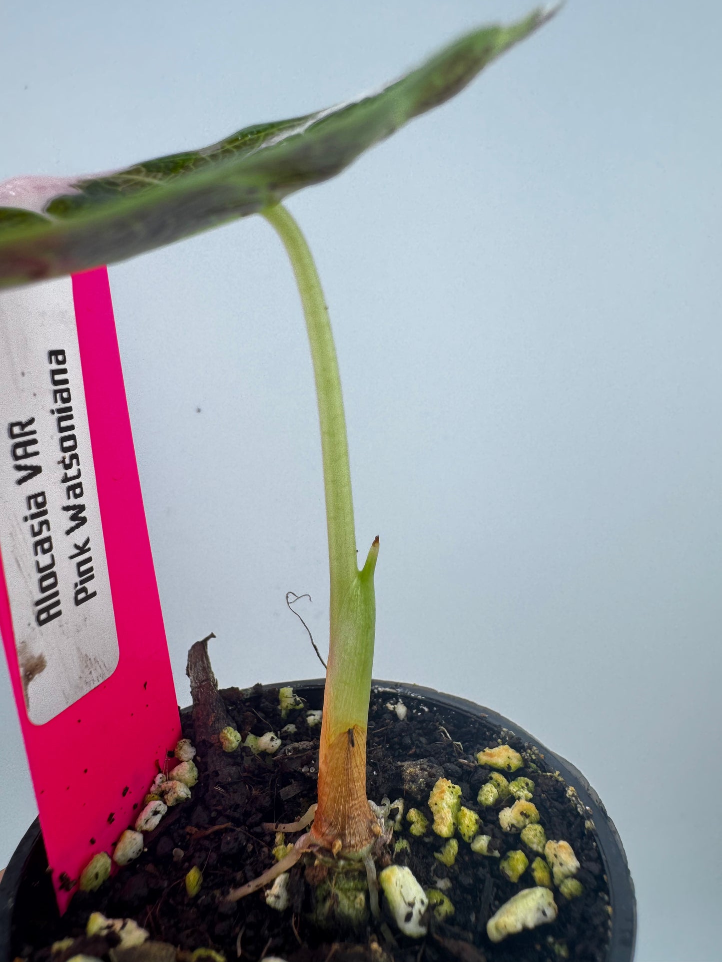 Alocasia Watsoniana Pink Variegated