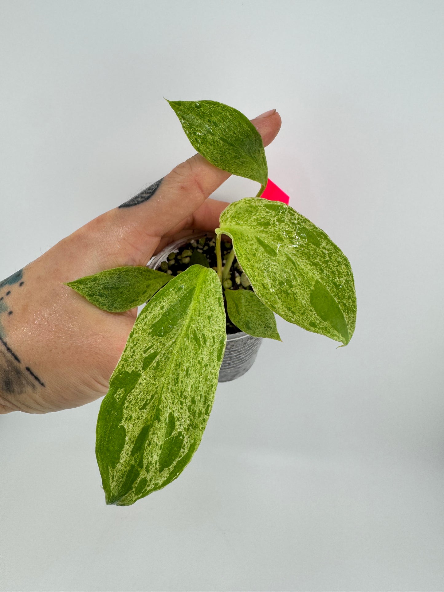 Philodendron Paraiso Verde