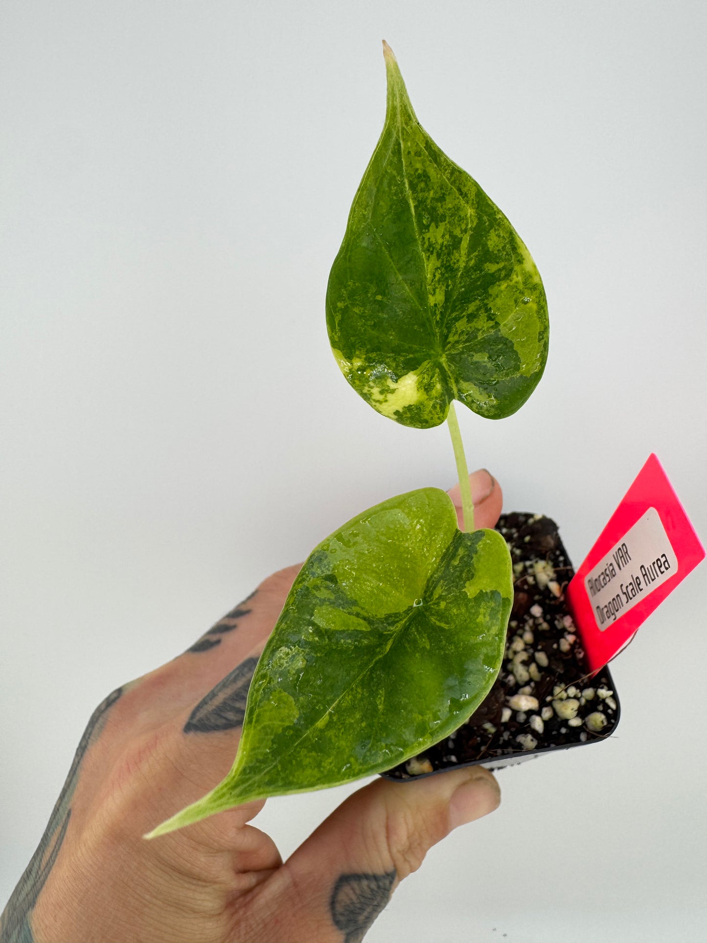 Alocasia Dragon Scale Aurea Variegated #3