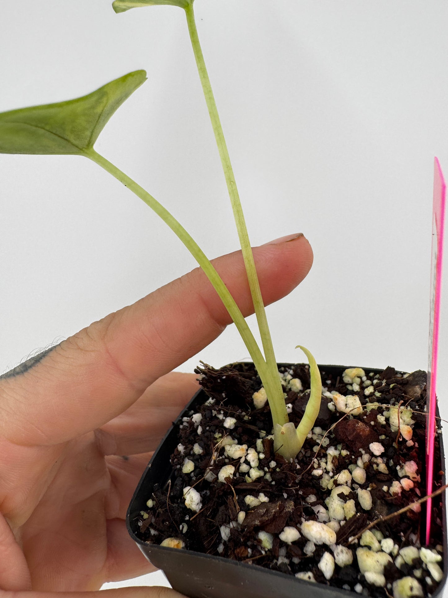 Alocasia Dragon Scale Aurea Variegated #3
