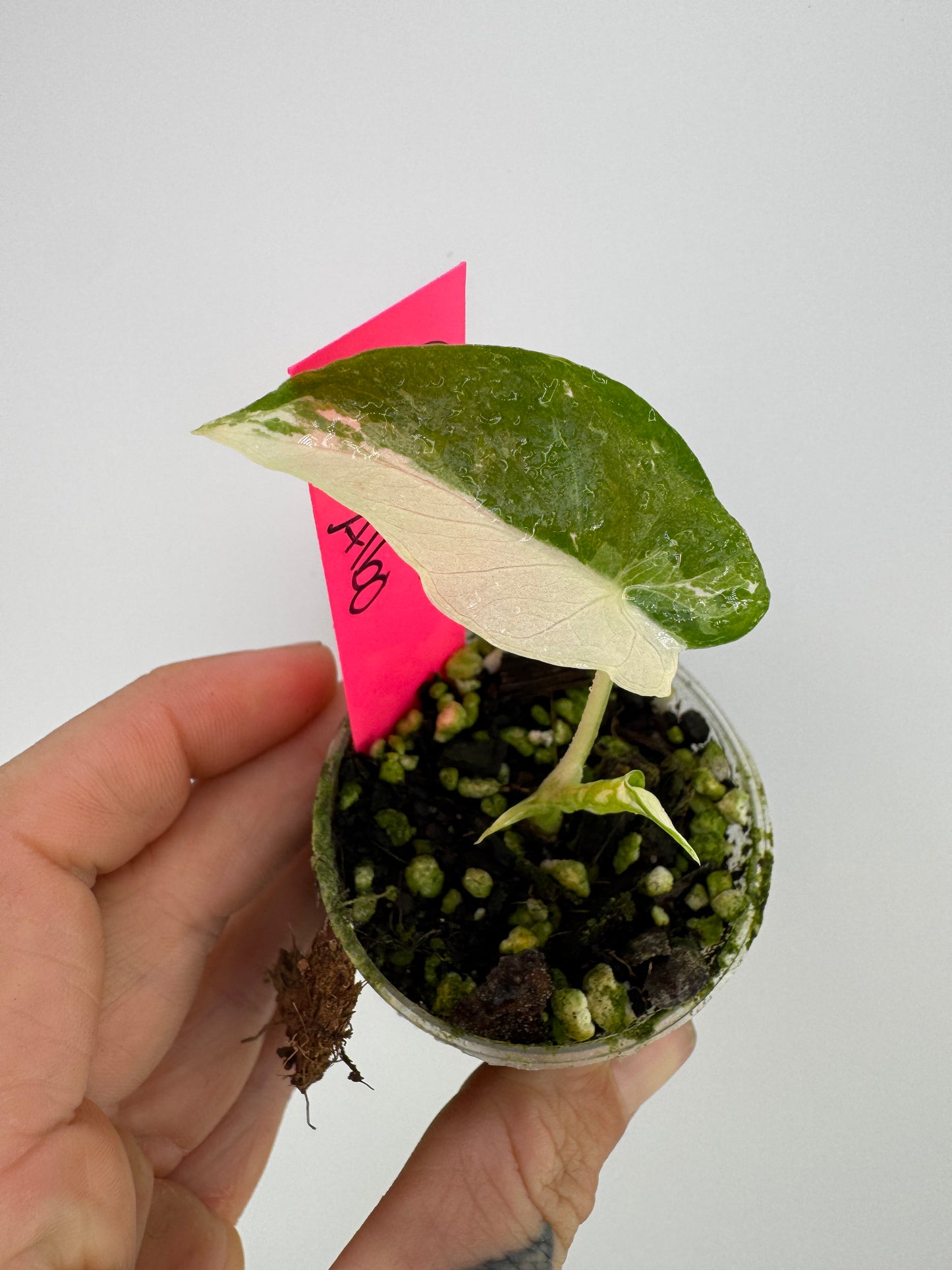 Alocasia Variegated Gagaena Albo