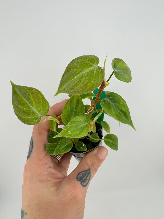 Philodendron El Choco Red