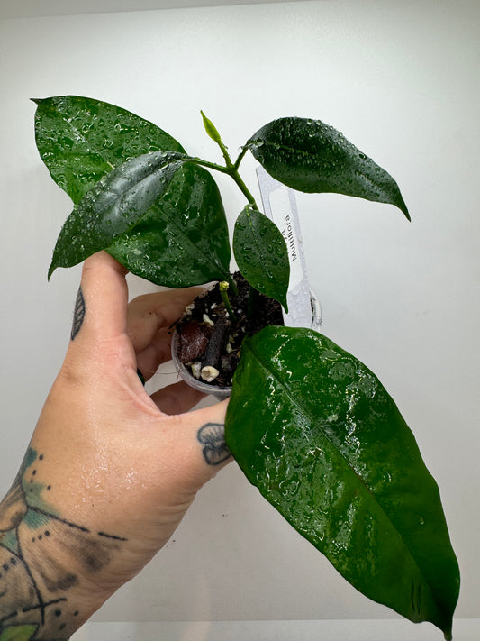 Hoya Multiflora