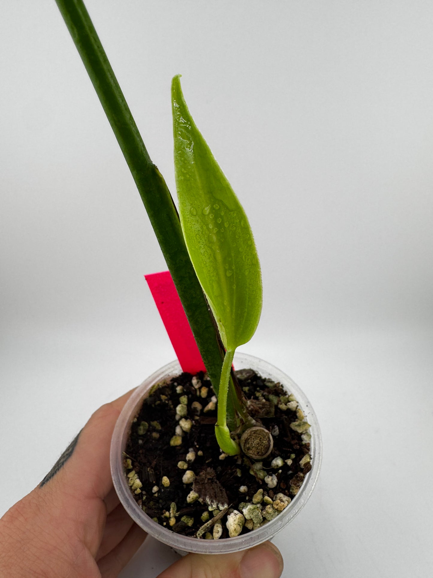 Monstera Burle Marx Flame