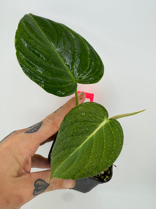 Philodendron Glorious