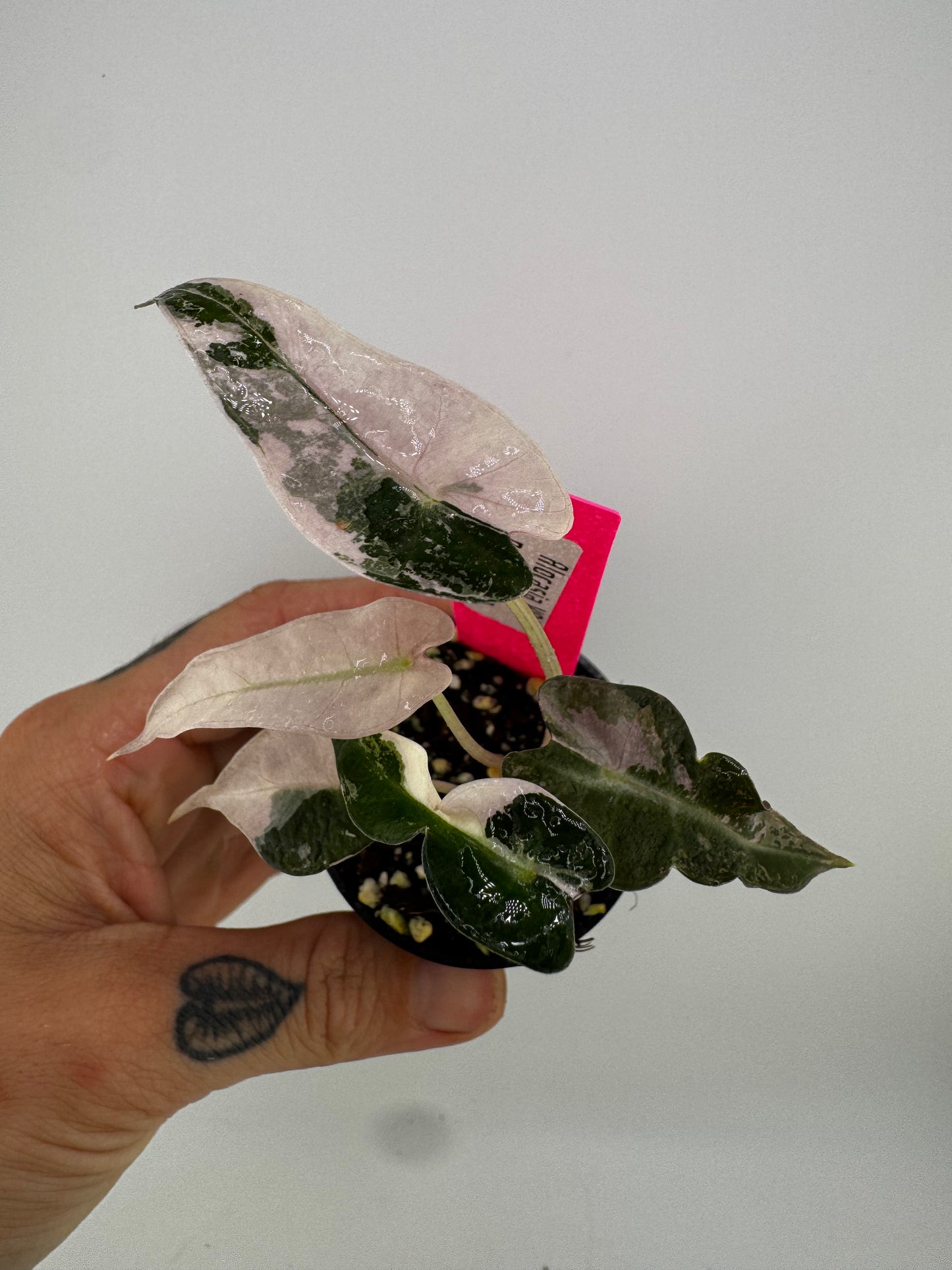 Variegated Alocasia Bambino Albo/Pink #A