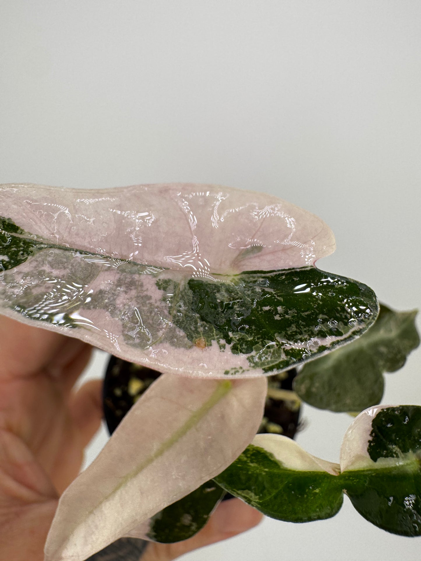 Variegated Alocasia Bambino Albo/Pink #A