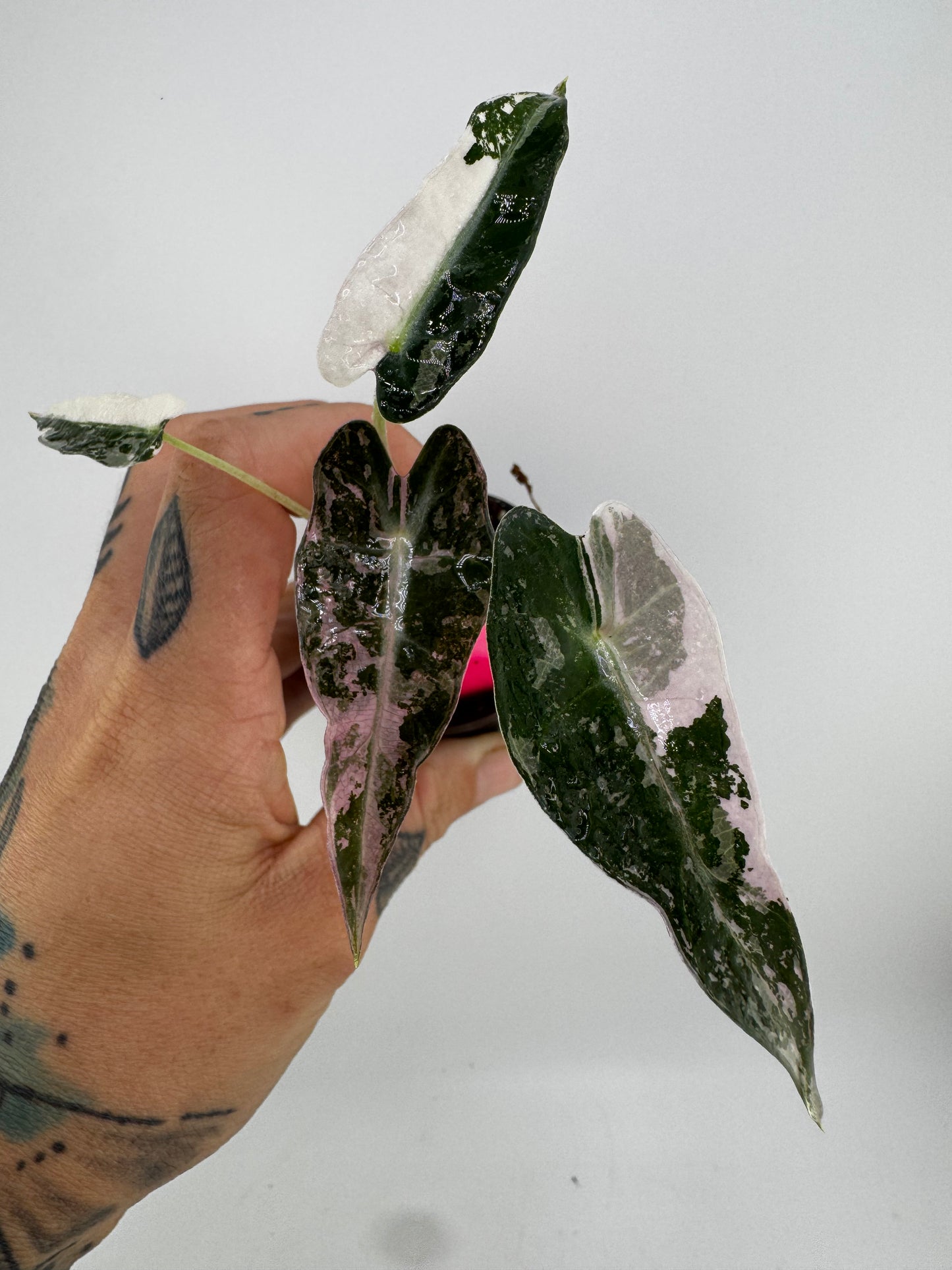 Variegated Alocasia Bambino Albo/Pink #B