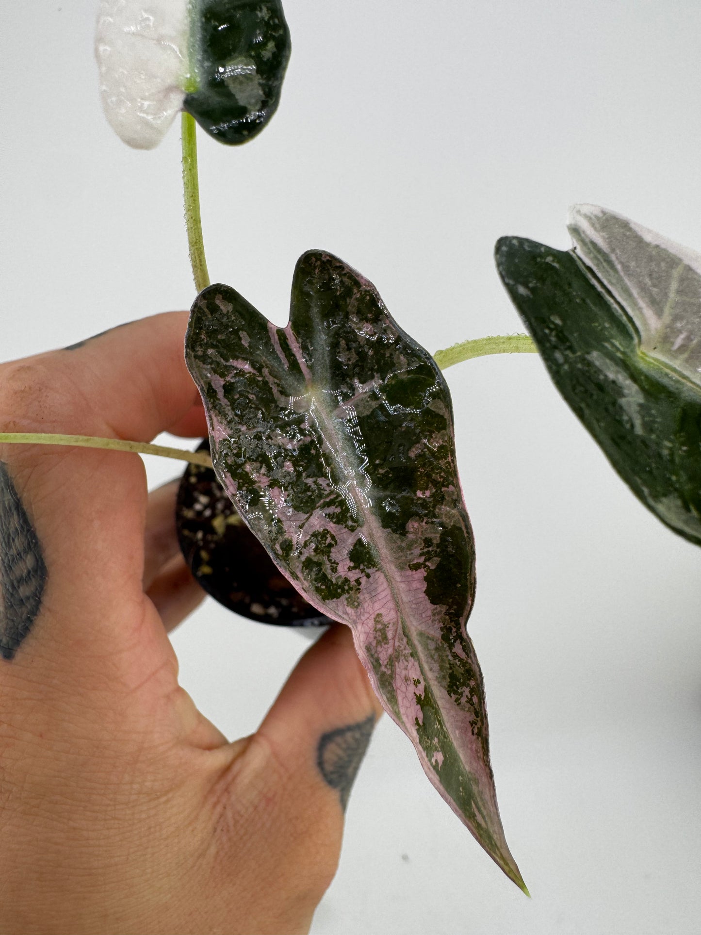 Variegated Alocasia Bambino Albo/Pink #B