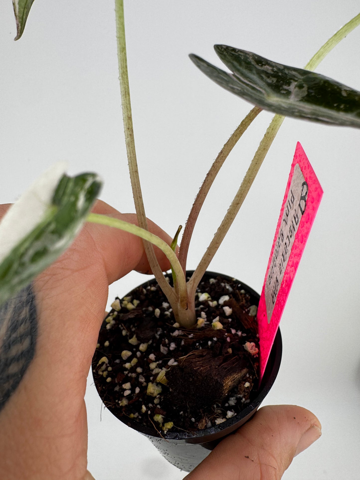 Variegated Alocasia Bambino Albo/Pink #B