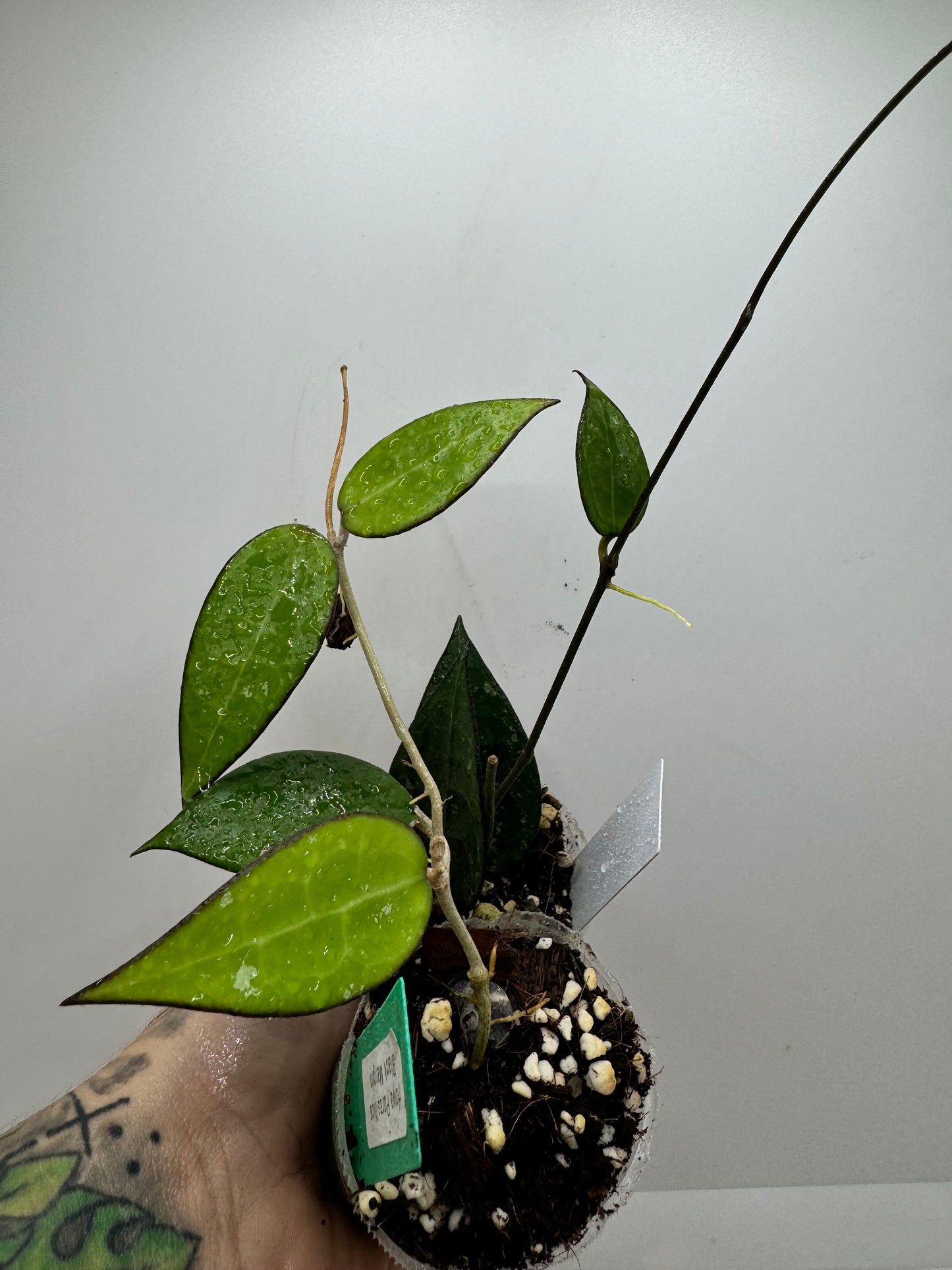 Hoya Parasitica ‘Black Margin’