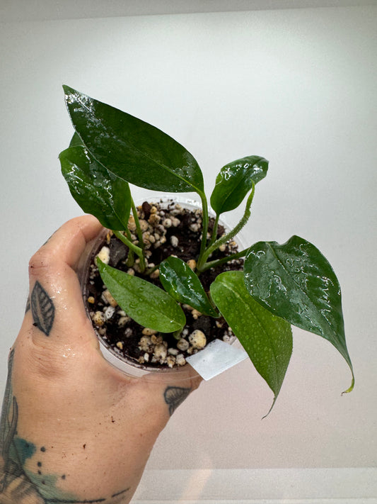 Pothos ‘Baltic Blue’