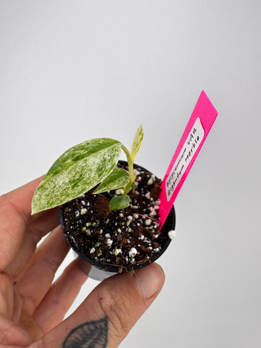 Epipremnum Gigantum Marble Variegated