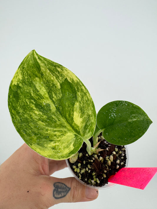 Scindapsus Jade Satin ‘Aurea’ variegated