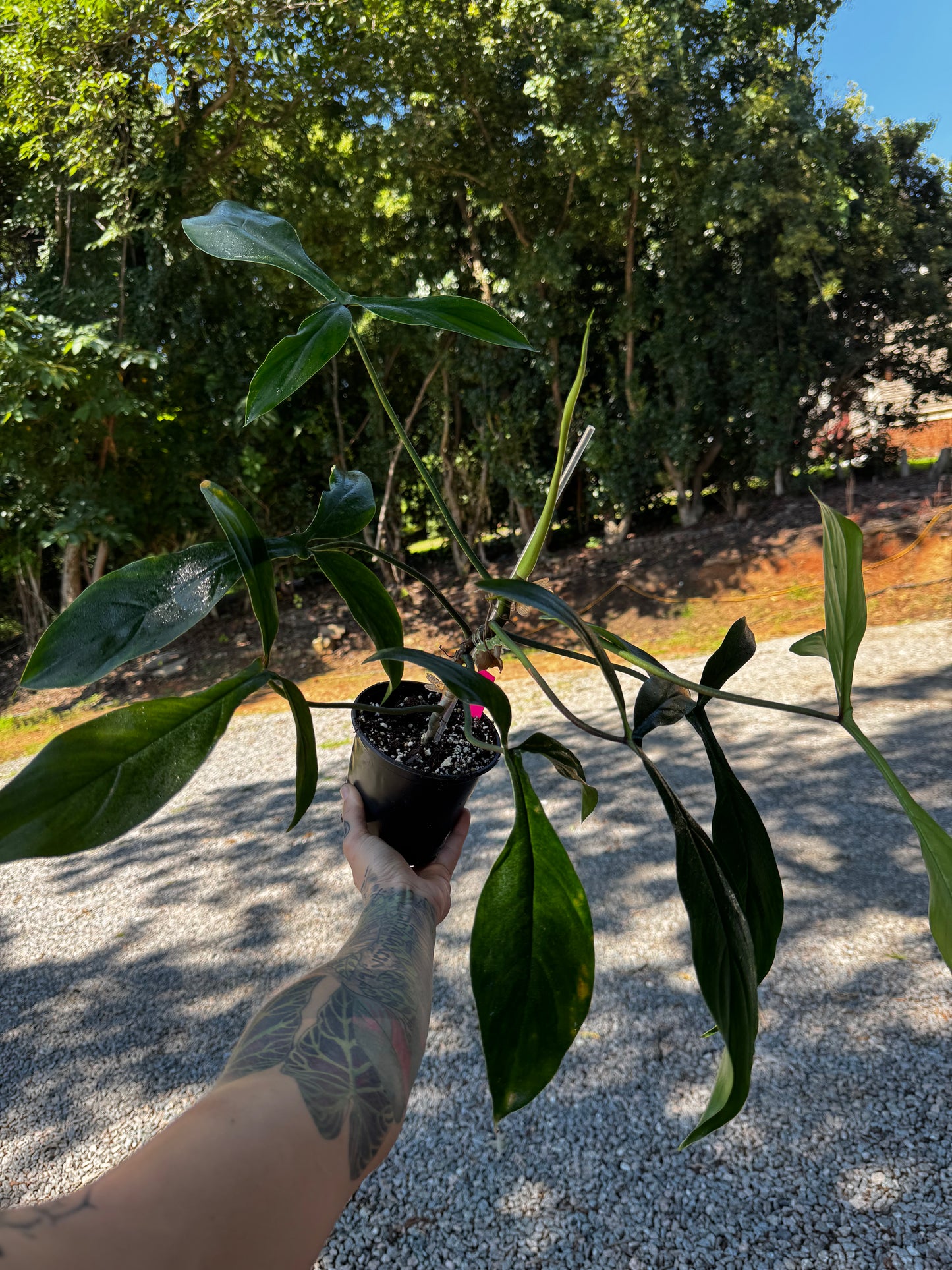 Philodendron 69686 ‘Bette Waterbury’