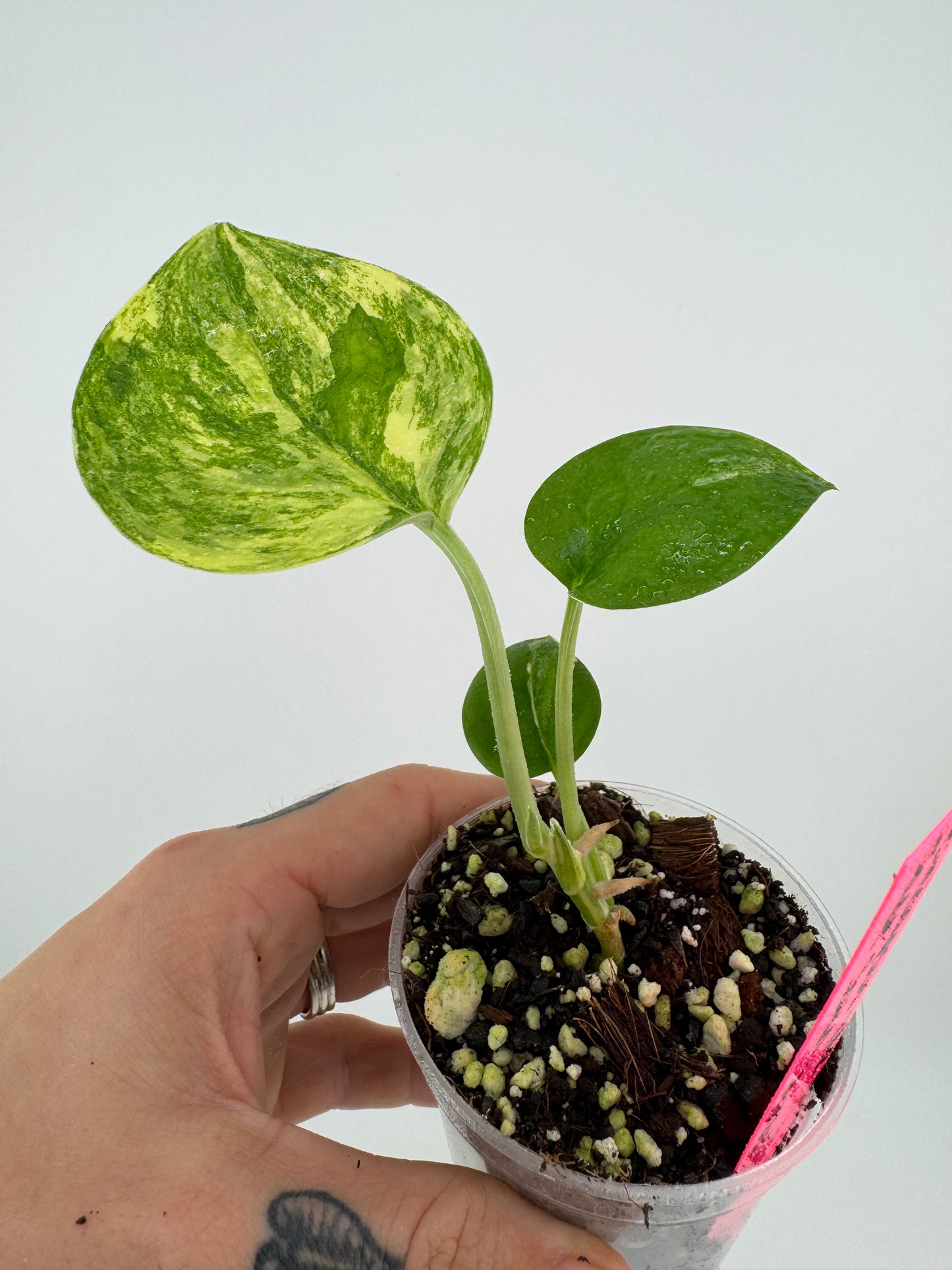 Scindapsus Jade Satin ‘Aurea’ variegated