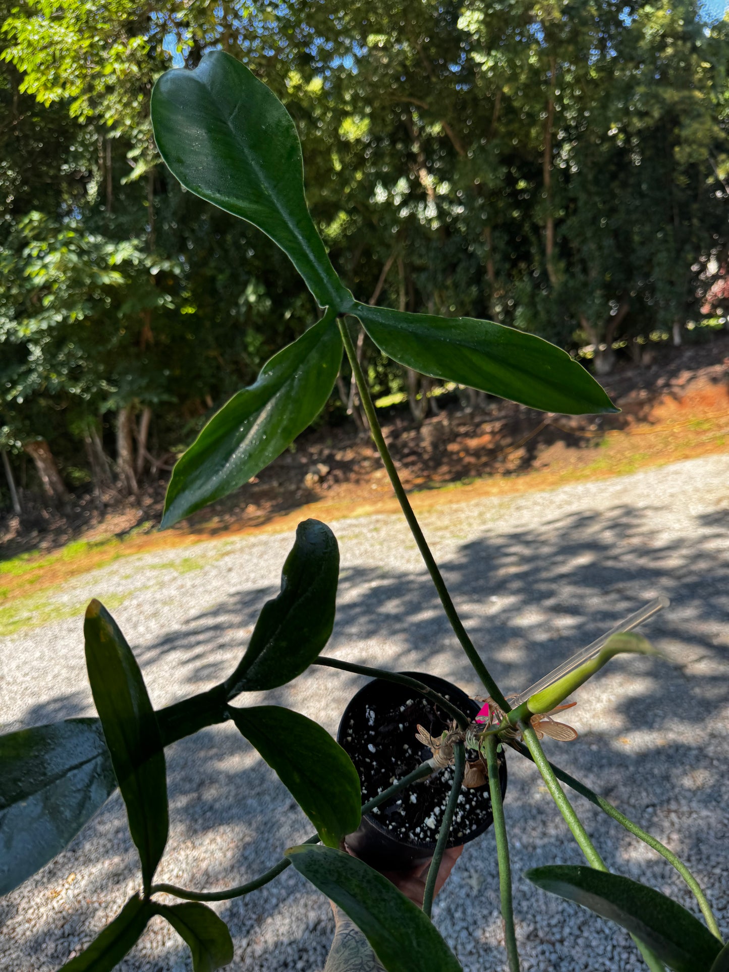 Philodendron 69686 ‘Bette Waterbury’