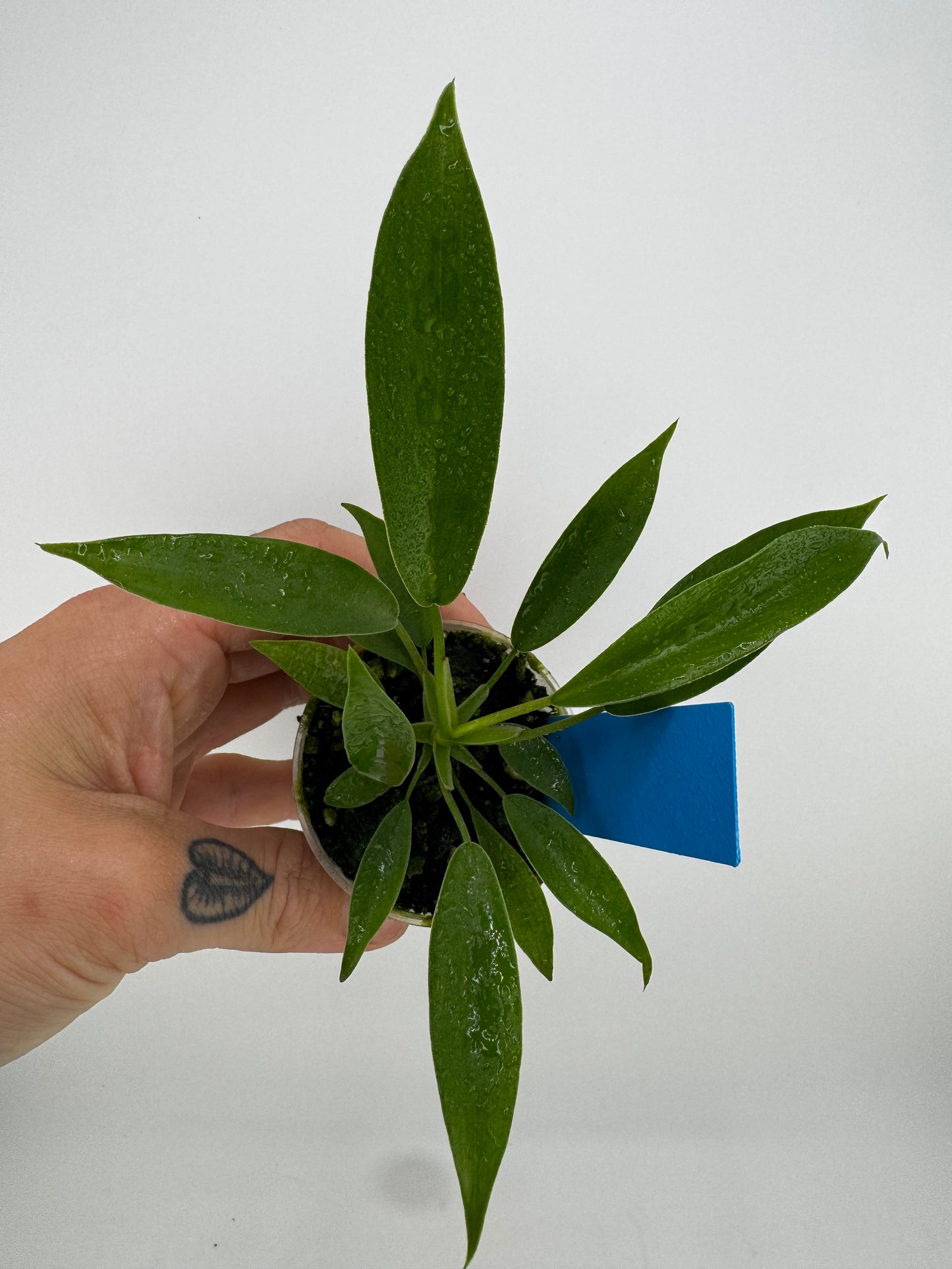 Philodendron joepii