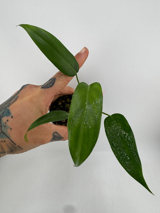 Philodendron Longilobotum/Leylani Miyano
