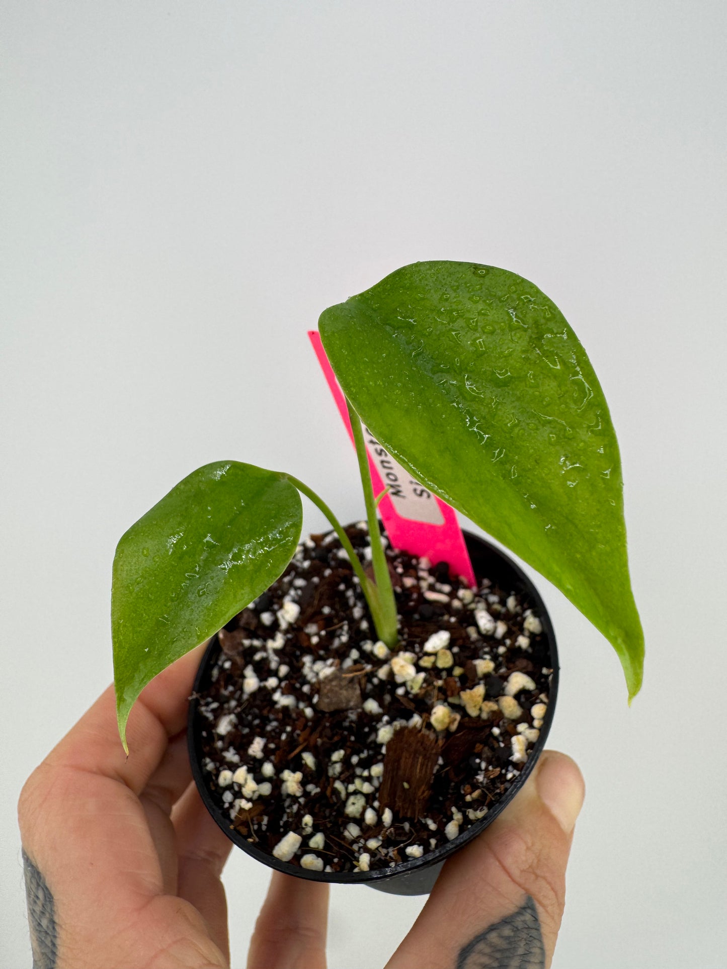 Monstera Sierrana (Deliciosa Brazilian Form)