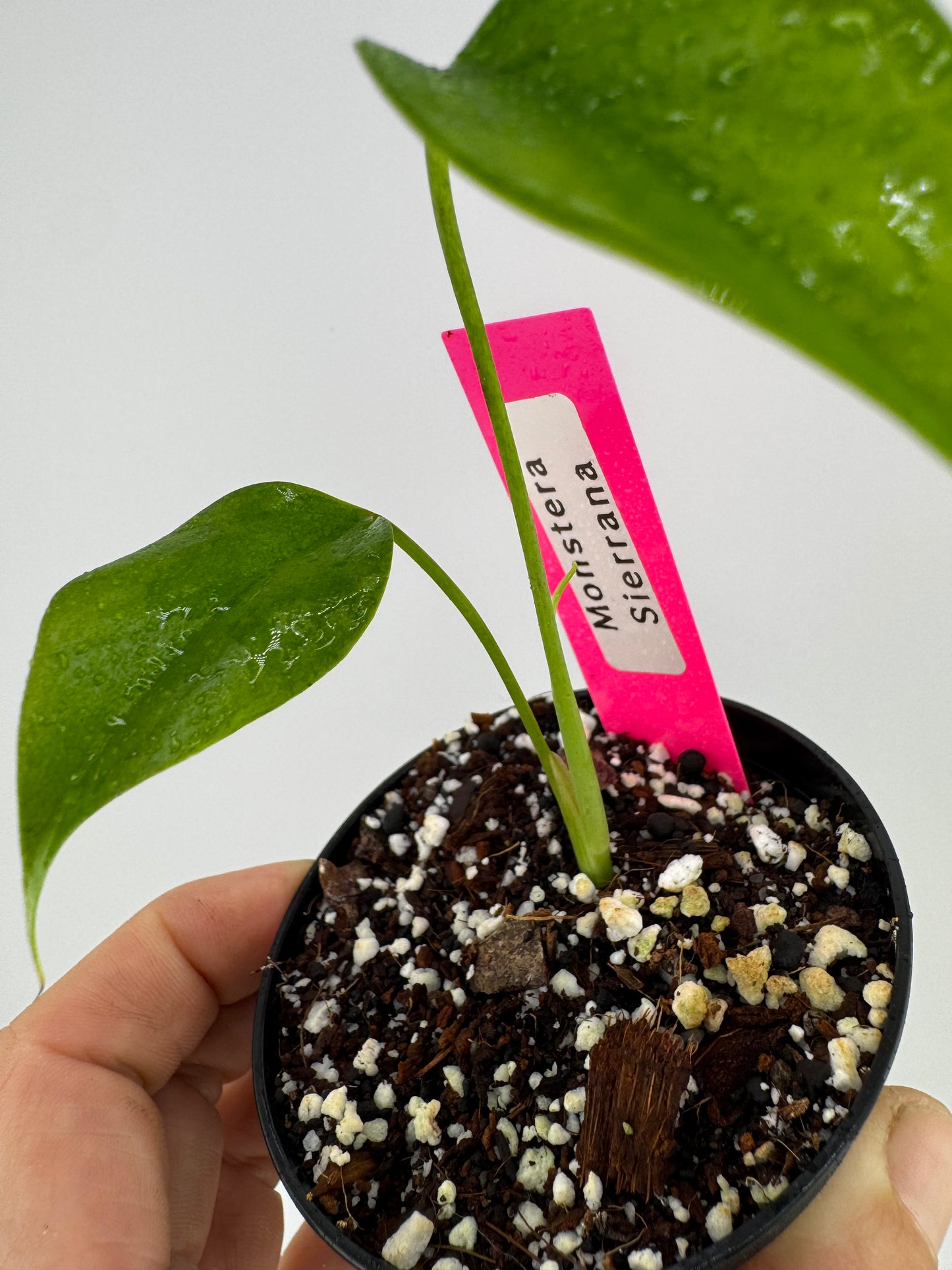 Monstera Sierrana (Deliciosa Brazilian Form)