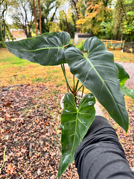 Philodendron. Maximum