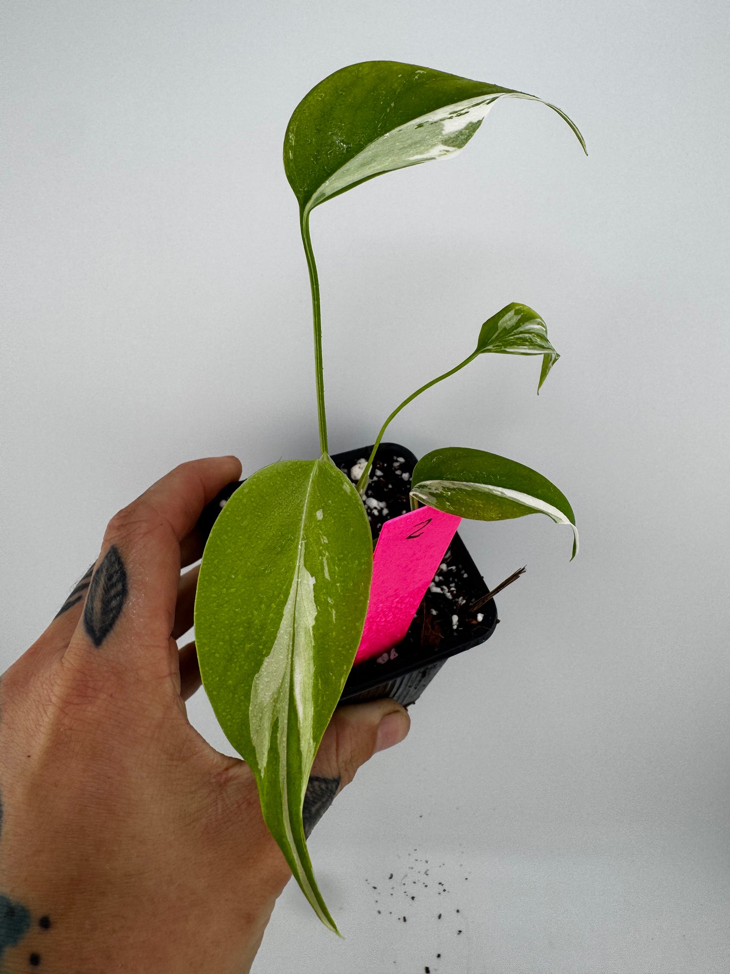 Monstera Deliciosa Variegated Albo (Small Form) #2