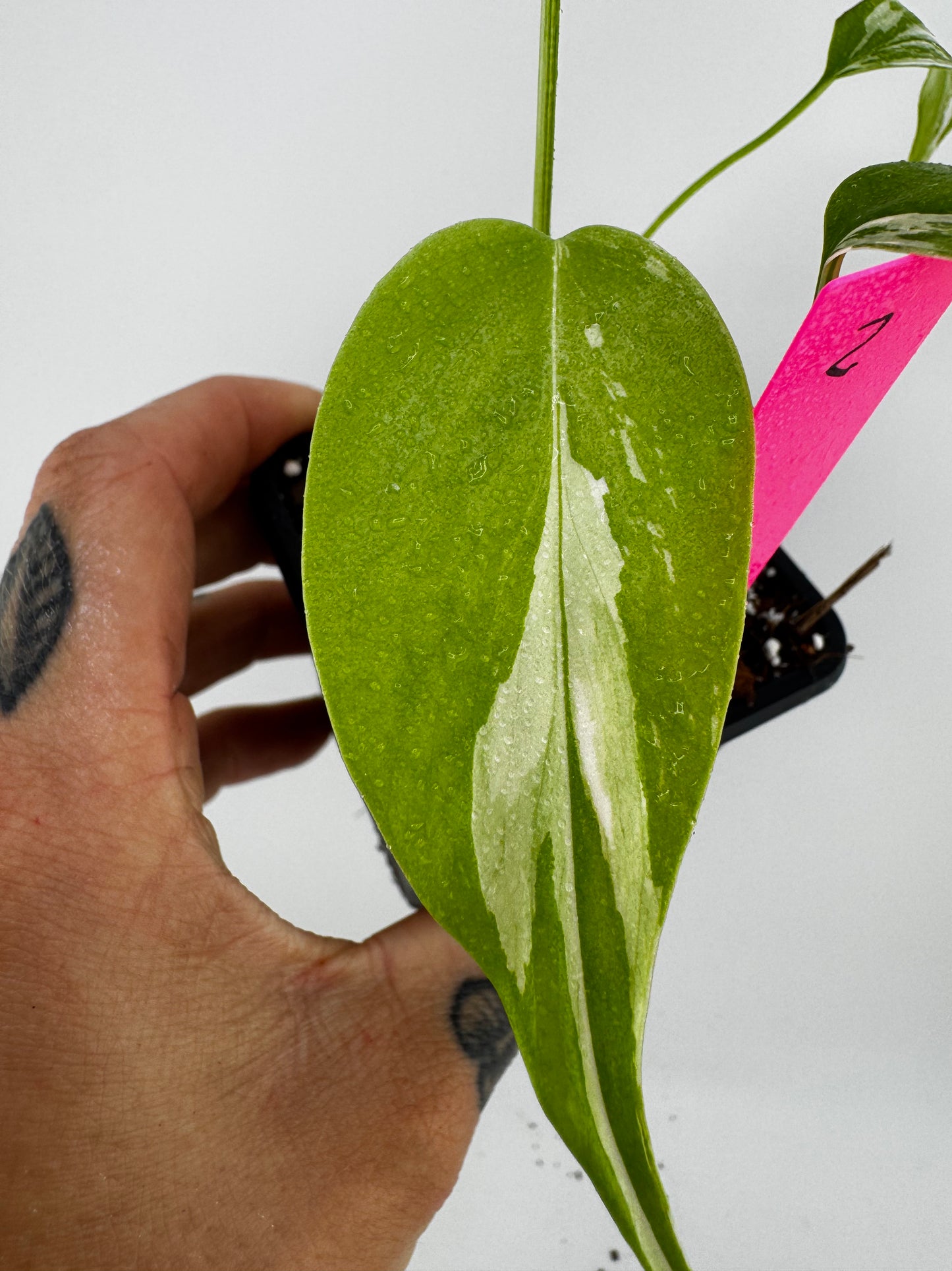 Monstera Deliciosa Variegated Albo (Small Form) #2