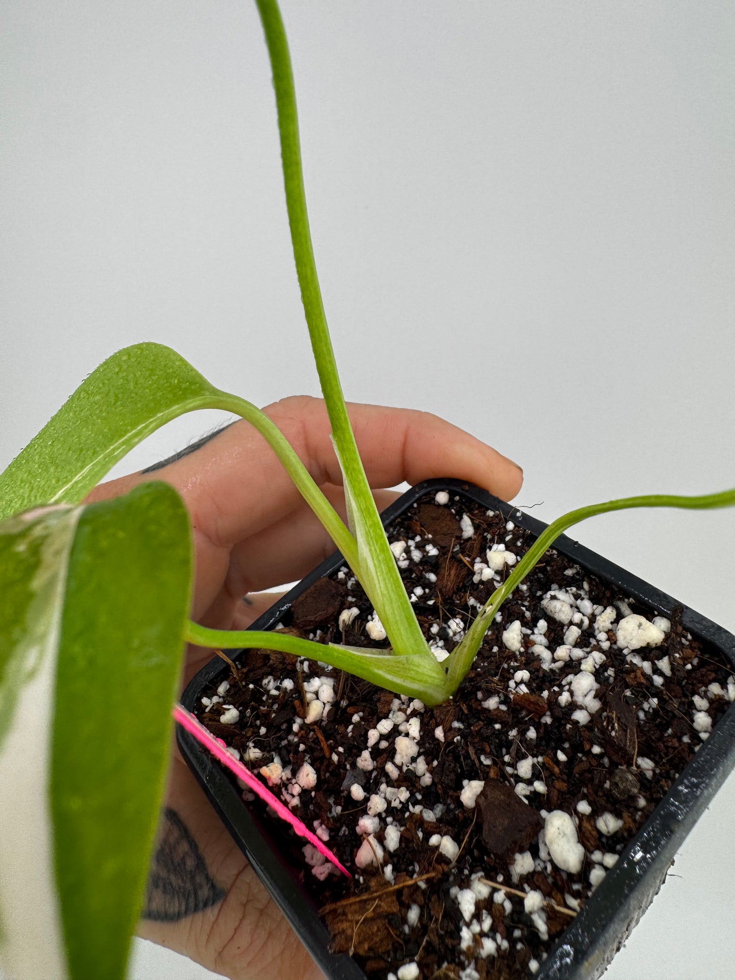 Monstera Deliciosa Variegated Albo (Small Form) #2
