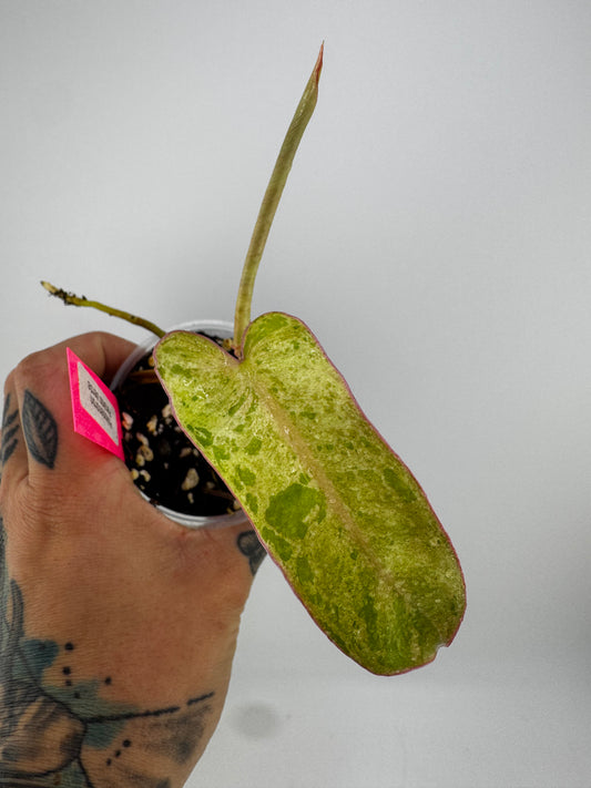 Philodendron Paraiso Verde