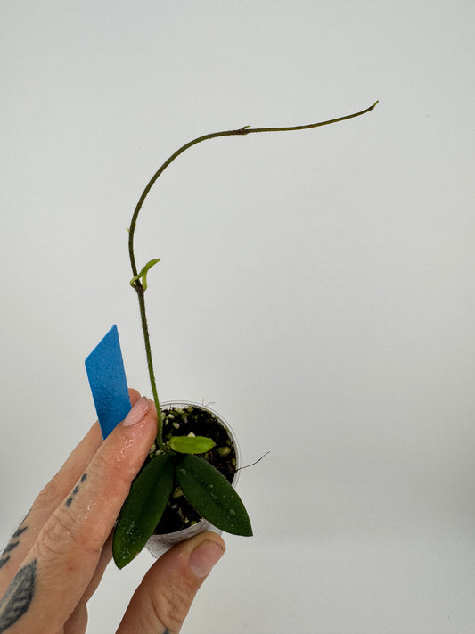 Hoya Lyi ‘long leaves’