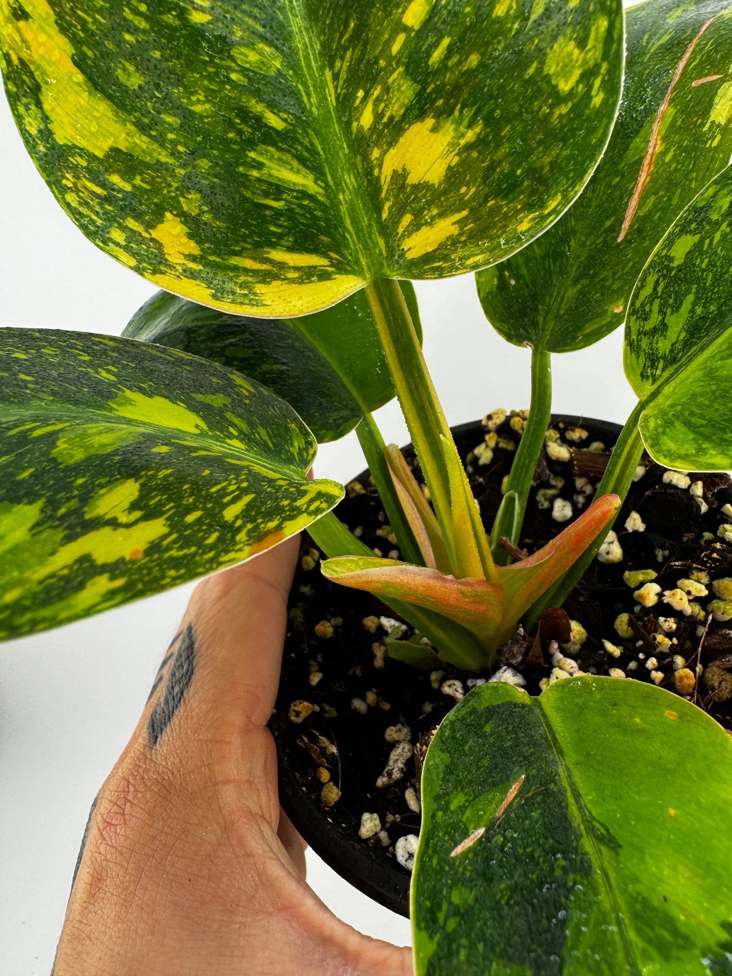 Philodendron variegated Green Congo nuclear