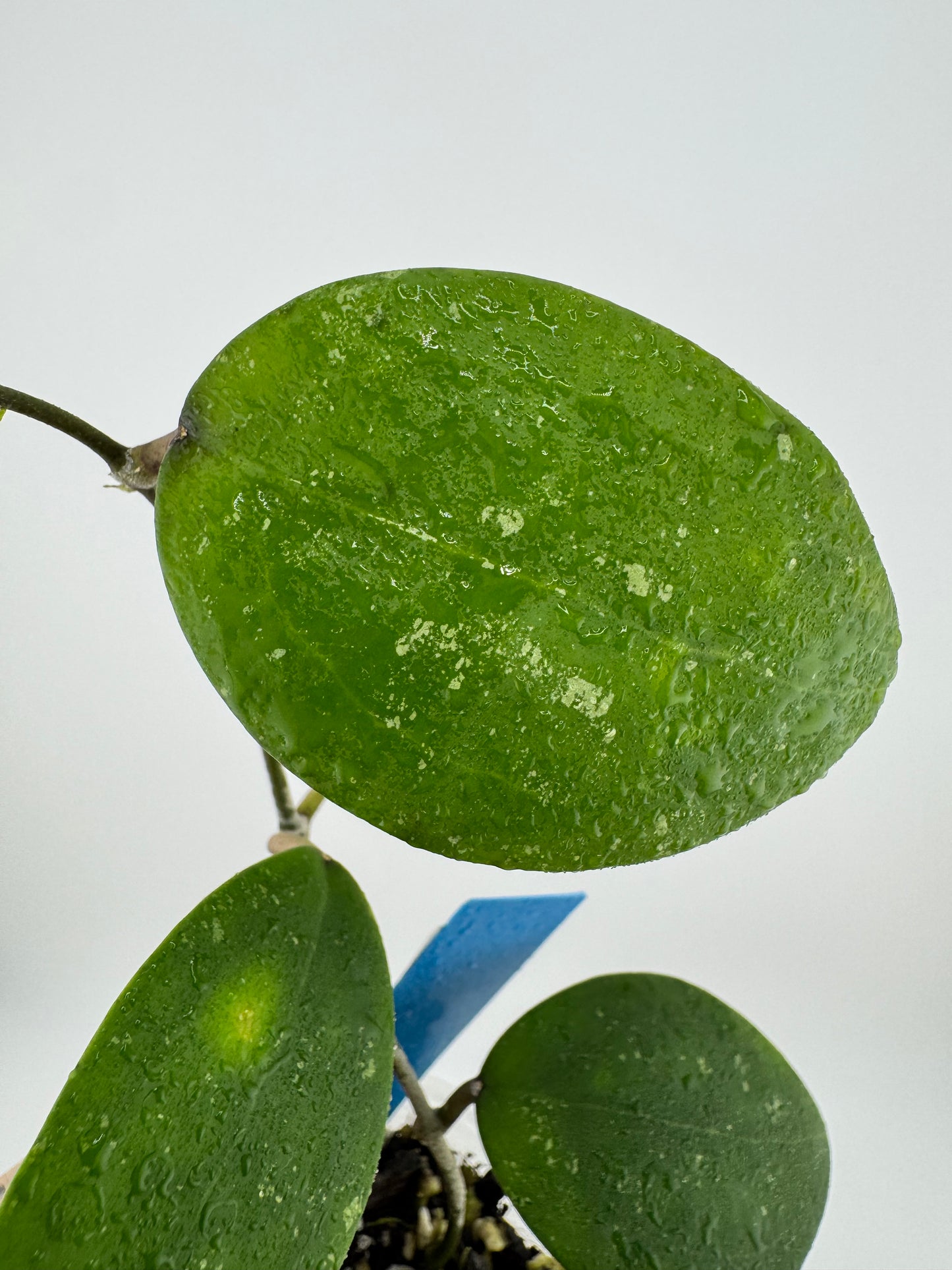 Hoya IML 1438 ‘Hat Som Paen’