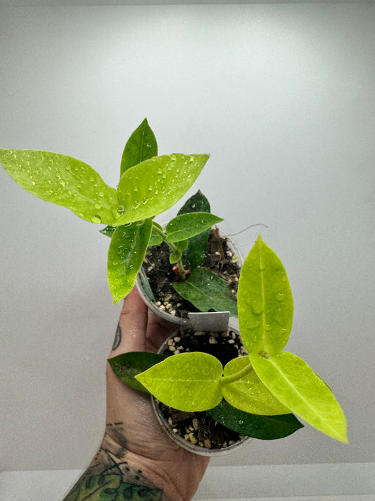 Hoya Densifolia