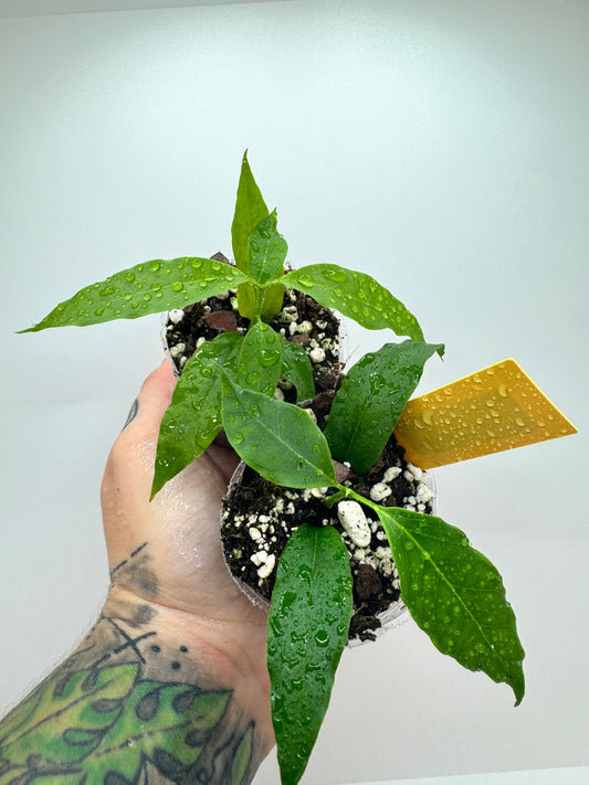 Hoya Papaschonii