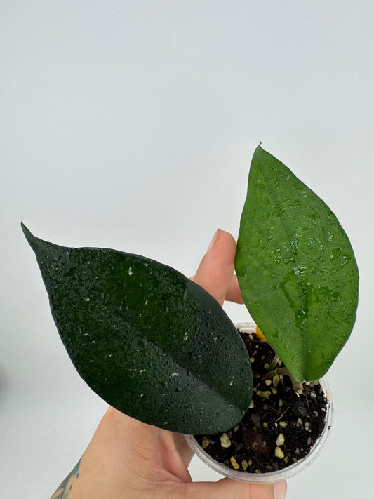 Hoya Fungii X Pubicalyx Royal Hawaiian