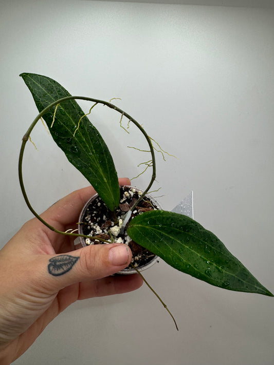 Hoya Benvergarai (rare tropical)