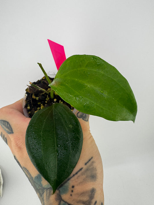 Hoya Quinquenervia